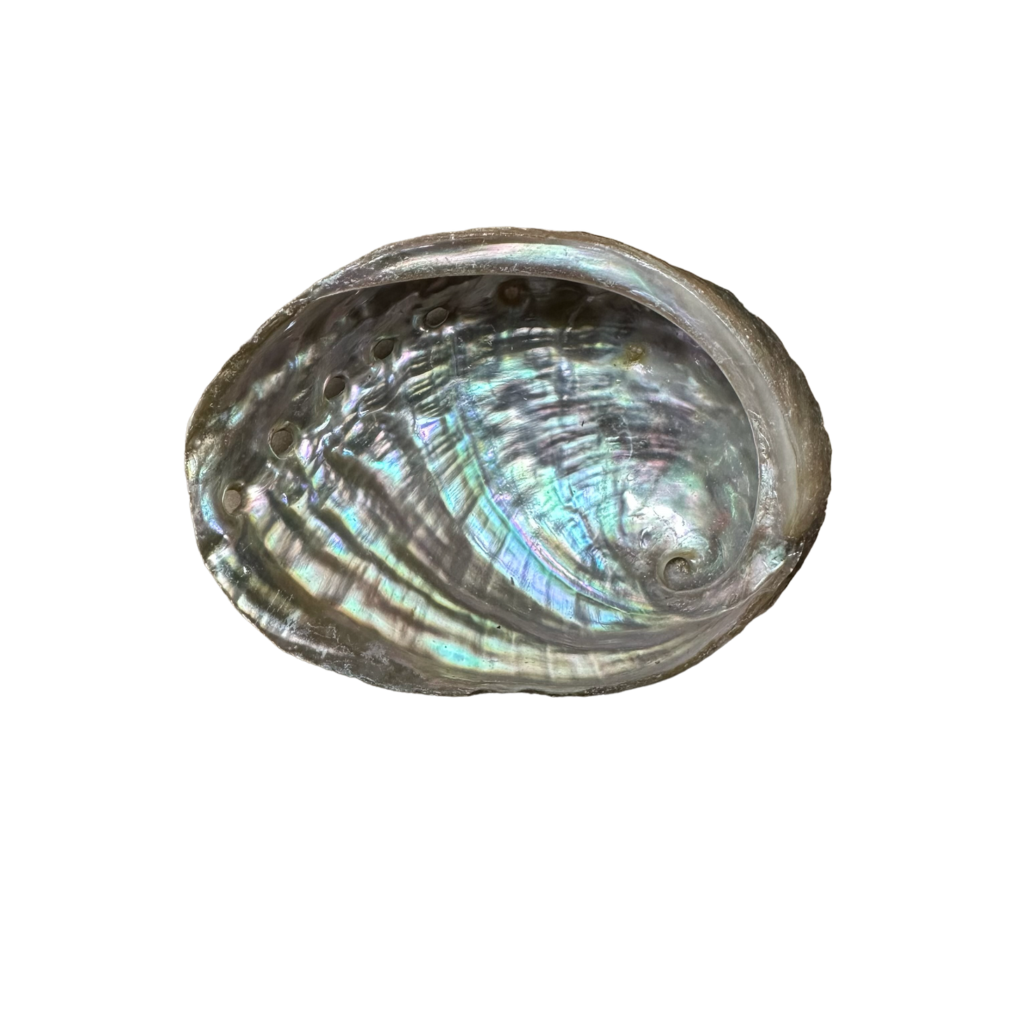 Abalone Shell Small