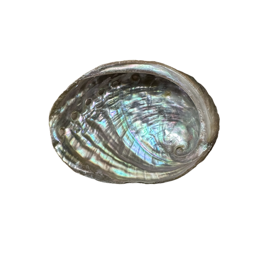 Abalone Shell Small