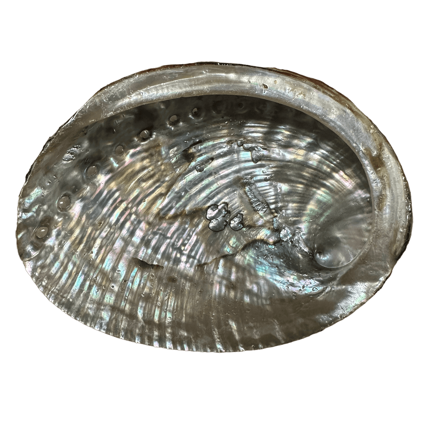 Abalone Shell Medium