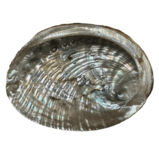 Abalone Shell Medium