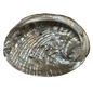 Abalone Shell Medium