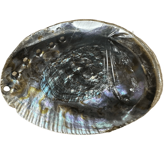 Abalone Shell Large